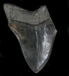 Partial, Serrated Megalodon Tooth #34363-1